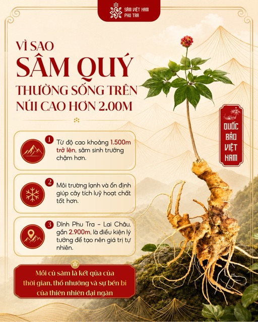 VÌ SAO SÂM QUÝ THƯỜNG SỐNG TRÊN NÚI CAO HƠN 2-000M Medium