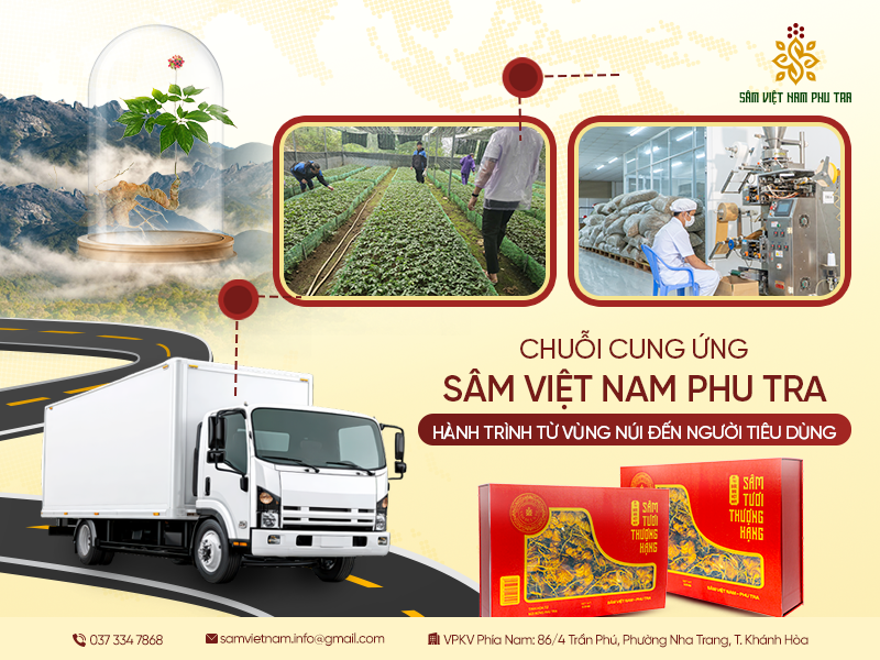 CHUỖI CUNG ỨNG SÂM VIỆT NAM PHU TRA – HÀNH TRÌNH TỪ VÙNG NÚI ĐẾN NGƯỜI TIÊU DÙNG