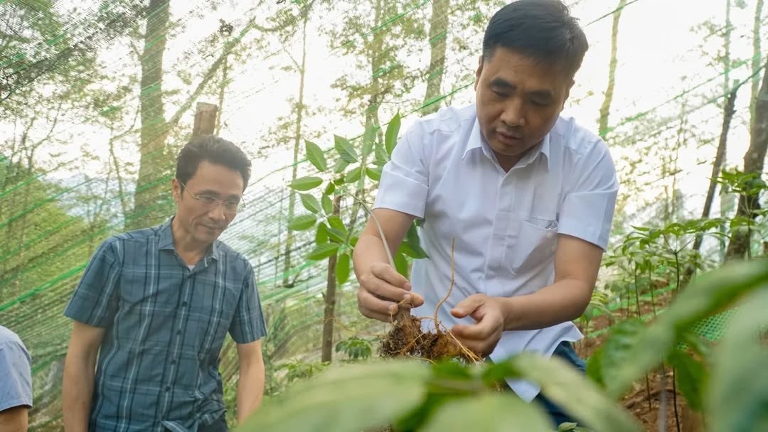 🌿 DẤU ẤN CHIẾN LƯỢC: VÙNG SÂM LAI CHÂU ĐƯỢC ĐỊNH HƯỚNG PHÁT TRIỂN TỪ CẤP BỘ