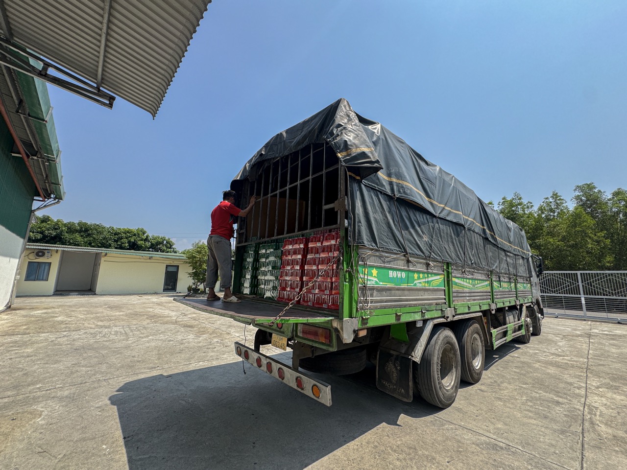 HÀNH TRÌNH ĐƯA TINH HOA ĐẤT VIẾT VƯƠN XA: SÂM VIỆT NAM PHU TRA BÀN GIAO ĐƠN HÀNG LỚN ĐẾN ĐỐI TÁC MEGA THANH HÓA