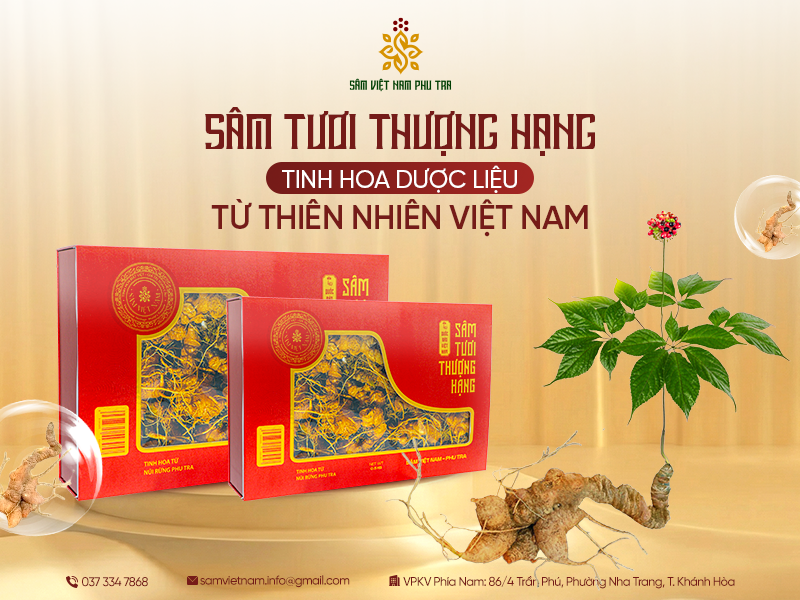 SÂM TƯƠI THƯỢNG HẠNG – TINH HOA DƯỢC LIỆU TỪ THIÊN NHIÊN VIỆT NAM