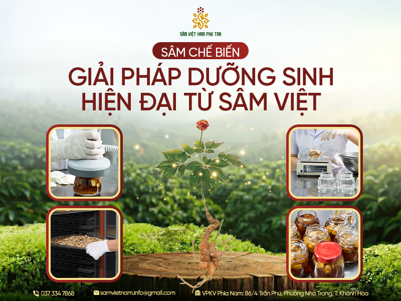 SÂM CHẾ BIẾN – GIẢI PHÁP DƯỠNG SINH HIỆN ĐẠI TỪ SÂM VIỆT