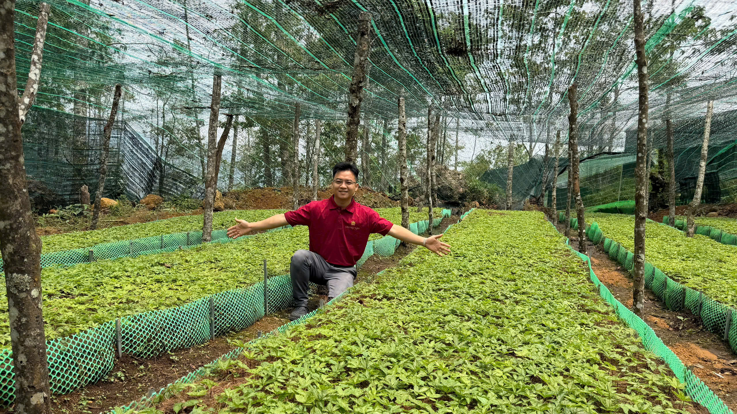 🌿 SÂM LAI CHÂU TIẾN GẦN DƯỢC ĐIỂN VIỆT NAM – CUỘC CHƠI CỦA GIÁ TRỊ THẬT