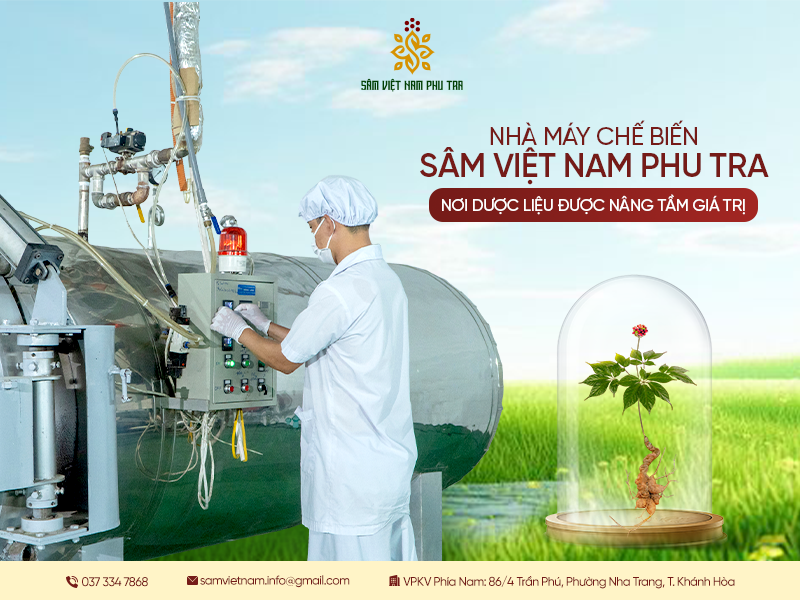 NHÀ MÁY CHẾ BIẾN SÂM VIỆT NAM PHU TRA – NƠI DƯỢC LIỆU ĐƯỢC NÂNG TẦM GIÁ TRỊ