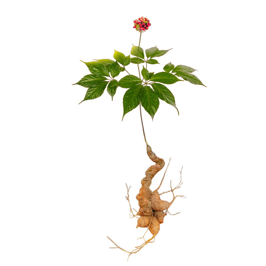 Sâm Việt Nam (Panax vietnamensis Ha & Grushv.): cây thuốc quý của Việt Nam